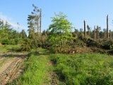 2022-05-20 - Tornado beim Sturmtief Emmelinde Solling - Steinlade bis Gehren (28)